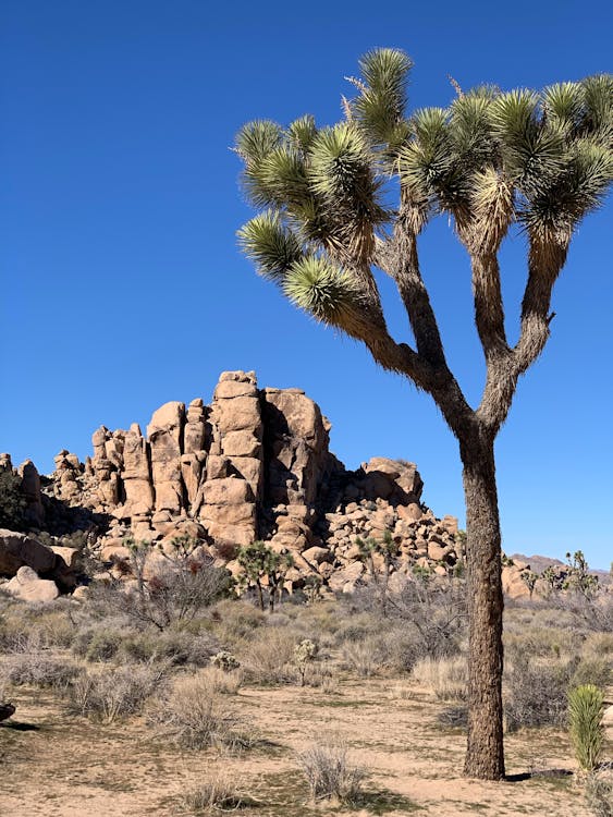 Joshua Tree Rental